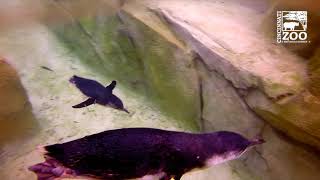 Little Penguins Live Fish Enrichment - Cincinnati Zoo