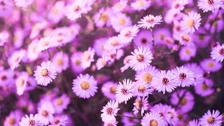 Enhance Positive Energy | 432Hz Miracle Music Healing | Spiritual Awakening | Positive Vibes