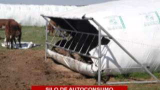 El Sorgo en la Integración entre Agricultura y Ganadería - Fabián Tommasone