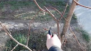 Обрезка винограда на арке  Трёхлетний куст