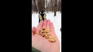 Голубь не даёт кормить синиц / The pigeon does not let the tits feed