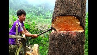Hmoob Plog Luaj Teb Ntov Ntoo Loj Heev 2018