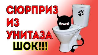 СЮРПРИЗ ИЗ УНИТАЗА / ШОК! КАК ВЗЛОМАТЬ ХАТУ