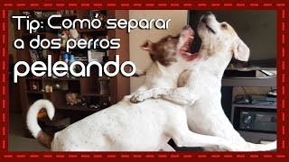 Tip: Como separar a dos perros peleando y como evitar ser atacados