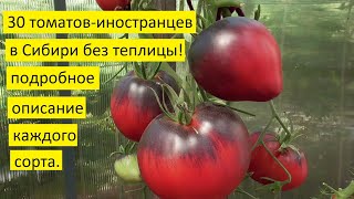 Томаты. Какие сорта иностранных томатов могут расти без теплицы в холодном регионе?