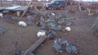 100 жирных кроликов 2 (напугали?)