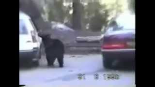 Funny animals compilation #1