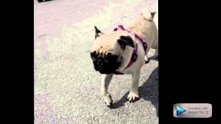 Cute pug running