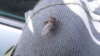 Оленья кровососка / Deer fly (Lipoptena cervi)