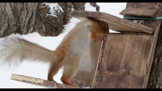 Две белочки / Two squirrels