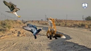 طرح الصقور روعه والثعلب يتدخل تصوير hd رائع/Falcon hunting