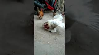 TERLIHAT JELAS PEMERKOSAAN TEREKAM KAMERA
