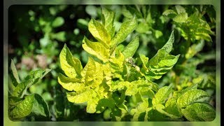Листья у томатов начали желтеть? В чем причина и что делать??