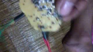 Mach bam xung kich ca 100k 0364407107