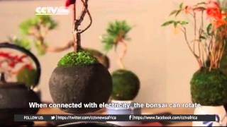 Japan: Magnetic base allows bonsai tree to float