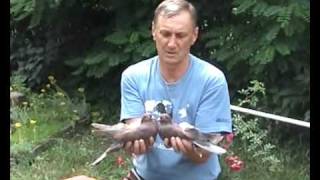 Голуби Киев/part3