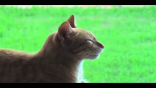 Котя - Kotya