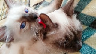 Как чистить уши котенком?