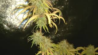 Cultivo INDOOR con LED SIN NUTRIENTES!!!