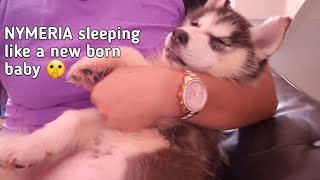 Husky Puppy "Nymeria" sleeping like a new born baby ? best moment of siberian husky puppy