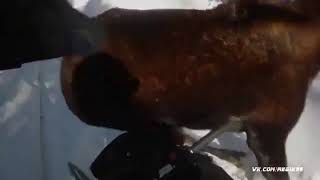 Лось в лесу напал на снегоходчика