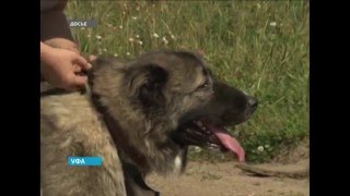 Уфимка удерживает в своей квартире около десяти кавказских волкодавов