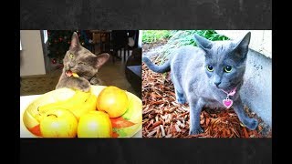 НАША РУССКАЯ ГОЛУБАЯ КОШКА. ЛИСКИНЫ ПОЦЕЛУИ и ЛЮБОВЬ К БАНАНАМ! (88)