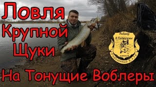 Ловля крупной щуки на тонущие воблеры