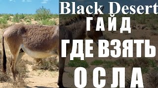 Где взять осла в Black Desert Online