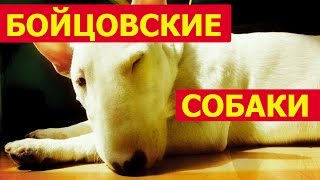 Лучшие бойцовские породы собак