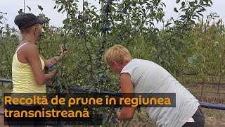 Recoltă de prune în regiunea transnistreană – cu ce s-au ales agricultorii