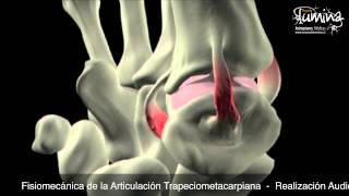 Fisiomecánica de la Articulación Trapeciometacarpiana
