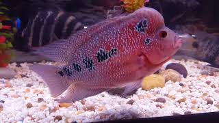 My flower horn