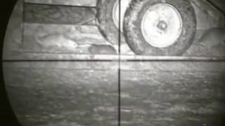 Охота на крыс с Оптики ужасающие зрелище видео 2016