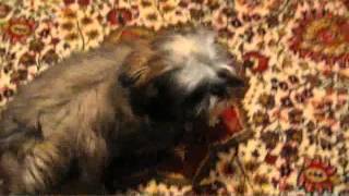 Необычная Дрессировка Щенка Ши-Тцу (Unusual Training a Shih Tzu pappy)