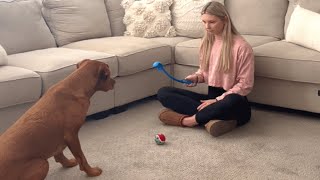 Dog has strangest reaction to tennis balls