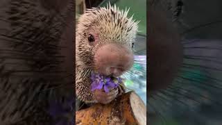 Rico Loves Violets