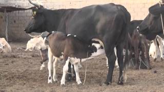 Artificial Insemination (AI) Dairy Genetics - French (Senegal)