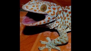 Toko Animal or Tokay gecko