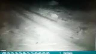 Два волкодава против трех волков.