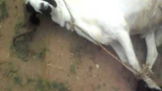 ram slaughter