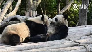 Fifty shades darker: panda siblings caught on camera french kissing