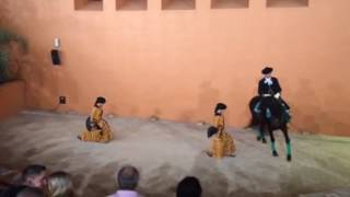 Horse dancing flamenco Лошадь танцует фламенко