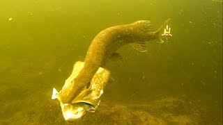Angry pike attacks fishing lure 12 times in crystal clear water. Lucio ataque. 鱼攻击