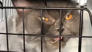 Rejected cat finally finds happiness with new family