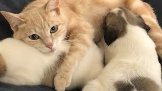 L'istinto materno di mamma gatta che allatta 4 cagnolini dopo aver perso i suoi cuccioli