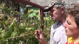 Как ухаживать за виноградом летом  Удаляем пасынки.Сайт "Садовый мир"