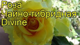 Роза чайно-гибридная Дивайн. Краткий обзор, описание характеристик, где купить Divine