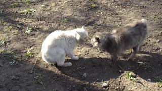 Коты дерутся и разговаривают [прикол]