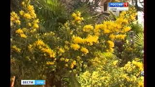 Зацвела мимоза